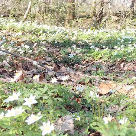 les hortensias La Souris Des Champs Étival-Clairefontaine Extérieur photo
